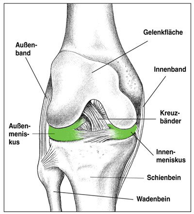 anatomische Strukturen des Kniegelenkes